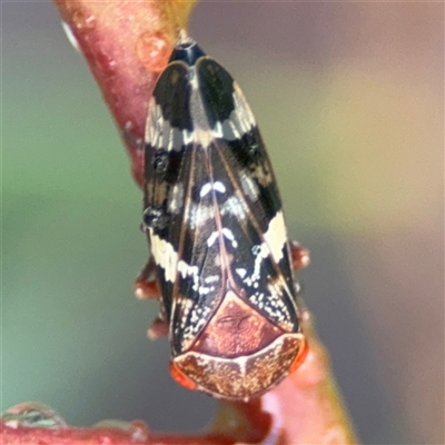 Eurymela sp. (genus) at Campbell, ACT - 29 Nov 2024 by Hejor1