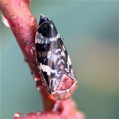 Eurymeloides punctata at Campbell, ACT - 30 Nov 2024