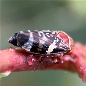 Eurymeloides punctata at Campbell, ACT - 30 Nov 2024