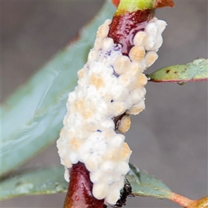 Eriococcus confusus (Gumtree scale) at Campbell, ACT by Hejor1