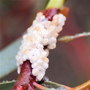 Eriococcus confusus at Campbell, ACT - 30 Nov 2024 08:59 AM