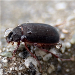 Scarabaeidae (family) at Campbell, ACT - 29 Nov 2024 by Hejor1