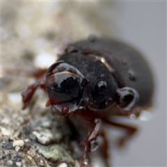 Sericesthis nigrolineata at Campbell, ACT - 30 Nov 2024 08:58 AM