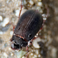 Sericesthis nigrolineata at Campbell, ACT - 30 Nov 2024 08:58 AM