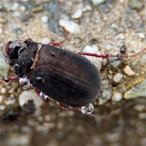 Sericesthis nigrolineata at Campbell, ACT - 30 Nov 2024 08:58 AM