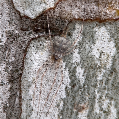 Tamopsis sp. (genus) (Two-tailed spider) at Campbell, ACT - 30 Nov 2024 by Hejor1