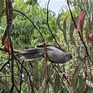 Manorina melanocephala at Campbell, ACT - 30 Nov 2024