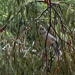 Manorina melanocephala at Campbell, ACT - 30 Nov 2024 08:50 AM