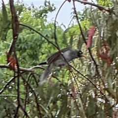 Manorina melanocephala at Campbell, ACT - 30 Nov 2024