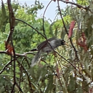 Manorina melanocephala at Campbell, ACT - 30 Nov 2024