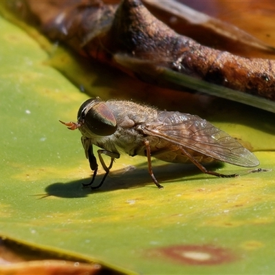 Tabanidae (family) (Unidentified march or horse fly) at Chisholm, ACT - 12 Feb 2024 by RomanSoroka