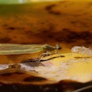 Zygoptera (suborder) at Chisholm, ACT - 12 Feb 2024