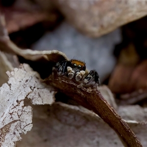 Maratus griseus at Cotter River, ACT - 23 Nov 2024