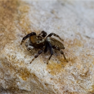 Maratus griseus at Cotter River, ACT - 23 Nov 2024