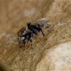 Maratus griseus at Cotter River, ACT - 23 Nov 2024