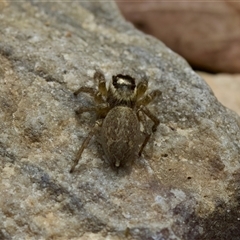 Maratus griseus at Cotter River, ACT - 23 Nov 2024