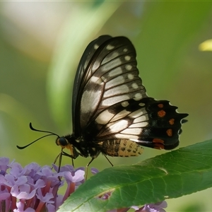 Papilio anactus at Chisholm, ACT - 14 Feb 2024 03:59 PM