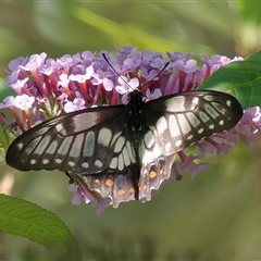 Papilio anactus at Chisholm, ACT - 14 Feb 2024 03:59 PM