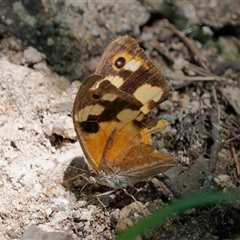 Heteronympha merope (Common Brown Butterfly) at Chisholm, ACT - 14 Feb 2024 by RomanSoroka