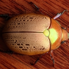 Anoplognathus olivieri (A christmas beetle) at Rosedale, NSW - 29 Nov 2024 by jb2602