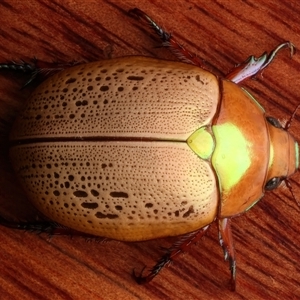 Anoplognathus olivieri at Rosedale, NSW - 29 Nov 2024