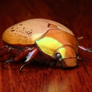 Anoplognathus olivieri at Rosedale, NSW - 29 Nov 2024