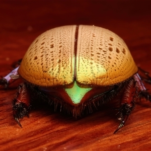 Anoplognathus olivieri at Rosedale, NSW - 29 Nov 2024