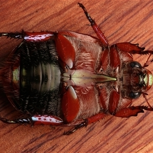 Anoplognathus olivieri at Rosedale, NSW - 29 Nov 2024