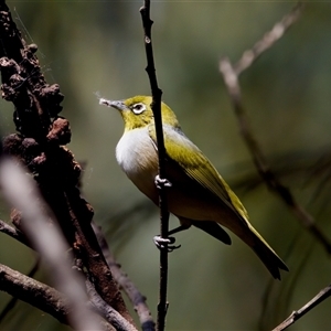 Zosterops lateralis (Silvereye) at Cotter River, ACT by KorinneM