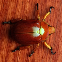 Anoplognathus viriditarsis (Green-footed Christmas beetle) at Rosedale, NSW - 29 Nov 2024 by jb2602