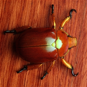 Anoplognathus viriditarsis (Green-footed Christmas beetle) at Rosedale, NSW by jb2602