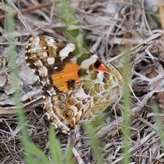 Vanessa kershawi (Australian Painted Lady) at Theodore, ACT - 15 Feb 2024 by RomanSoroka