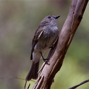 Pachycephala pectoralis at Cotter River, ACT - 23 Nov 2024 02:19 PM