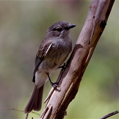 Pachycephala pectoralis at Cotter River, ACT - 23 Nov 2024