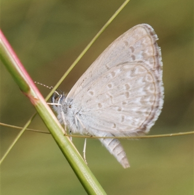 Zizina otis (Common Grass-Blue) at Theodore, ACT - 15 Feb 2024 by RomanSoroka