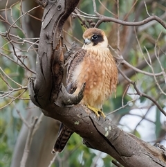 Falco longipennis (Australian Hobby) at Royalla, NSW - 15 Feb 2024 by RomanSoroka