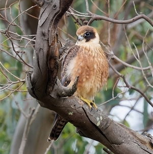 Falco longipennis at Royalla, NSW - suppressed