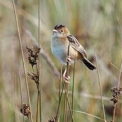 Cisticola exilis (Golden-headed Cisticola) at Booth, ACT - 17 Feb 2024 by RomanSoroka