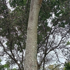 Gmelina leichhardtii at Pipeclay, NSW - suppressed