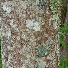 Gmelina leichhardtii at Pipeclay, NSW - suppressed