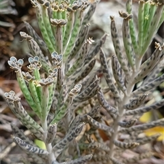 Bryophyllum delagoense (Mother-of-millions) at Pipeclay, NSW - 30 Nov 2024 by MVM