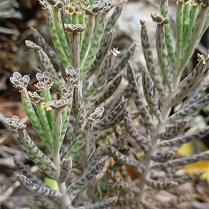 Bryophyllum delagoense (Mother-of-millions) at Pipeclay, NSW by MVM