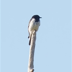 Melanodryas cucullata cucullata (Hooded Robin) at Tharwa, ACT - 16 Feb 2024 by RomanSoroka