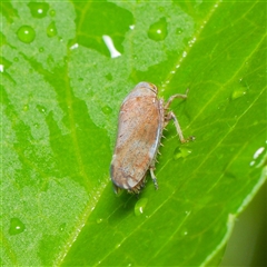 Fieberiella florii (Privet Leafhopper) at Downer, ACT - 30 Nov 2024 by RobertD