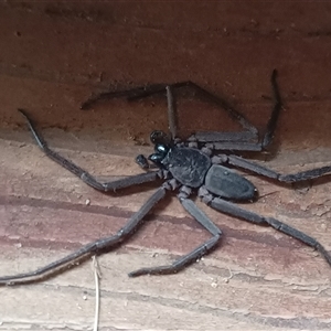 Gnaphosidae or Trochanteriidae (families) at Pipeclay, NSW - suppressed