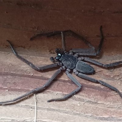 Gnaphosidae or Trochanteriidae (families) (Flat spider) at Pipeclay, NSW - 30 Nov 2024 by MVM