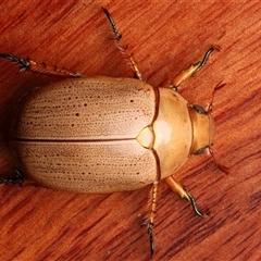 Anoplognathus porosus (Porosus Christmas beetle) at Rosedale, NSW - 29 Nov 2024 by jb2602