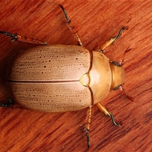 Anoplognathus porosus at Rosedale, NSW - 29 Nov 2024