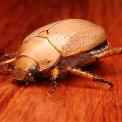 Anoplognathus porosus at Rosedale, NSW - 29 Nov 2024