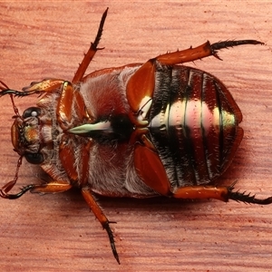 Anoplognathus porosus at Rosedale, NSW - 29 Nov 2024